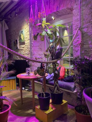 Pet parrot  at Vegan Oasis in Tallinn