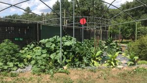 Hort experimental d’on treiem part de les nostres verdures at La Vermuteria in Solsona