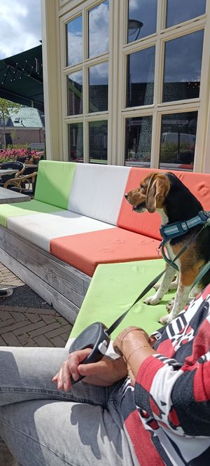 Hondvriendelijk! Binnen en buiten at De Turfsteker in Westerbork