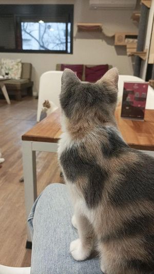 Lugar súper acogedor y tranquilo. Gatitos re amigables y bien cuidados, los reyes del lugar. 
La oferta gastronómica no se queda atrás!!. El mejor café de la zona, mi favorito at Telizzia Cat Café in Montevideo