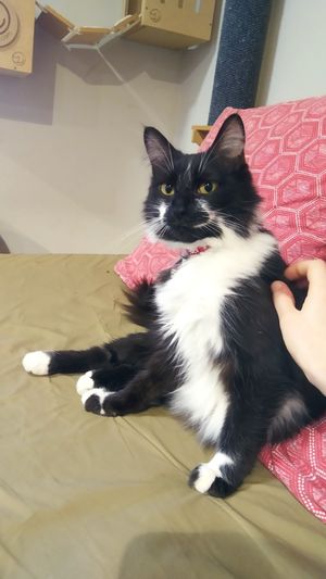  at Telizzia Cat Café in Montevideo