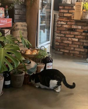 Pet friendly  at Retro33 - 레트로33 in Yongin