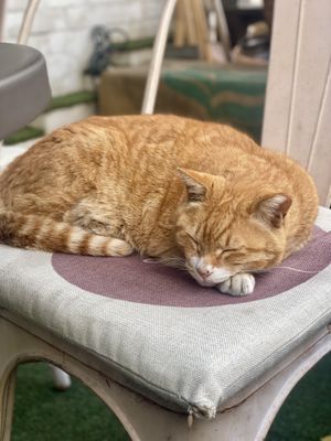 Animals are welcomed  at Retro33 - 레트로33 in Yongin