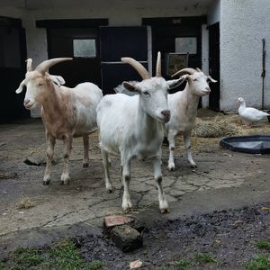 resident goats at The Hut at Tribe Animals Sanctuary in Braidwood
