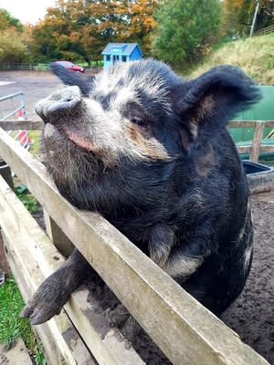 Cricket at The Hut at Tribe Animals Sanctuary in Braidwood