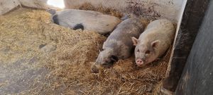  at The Hut at Tribe Animals Sanctuary in Braidwood