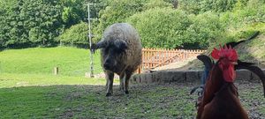  at The Hut at Tribe Animals Sanctuary in Braidwood