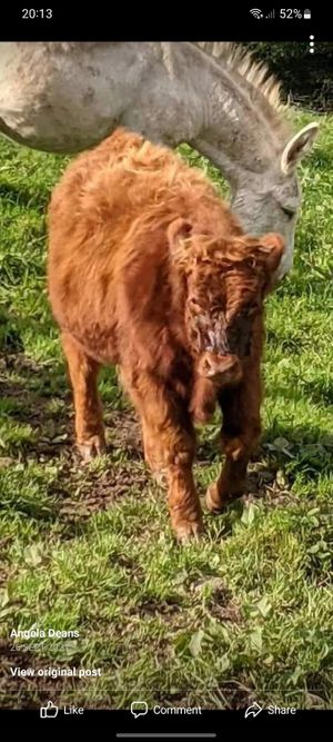  at The Hut at Tribe Animals Sanctuary in Braidwood