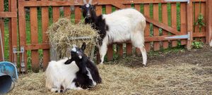  at The Hut at Tribe Animals Sanctuary in Braidwood