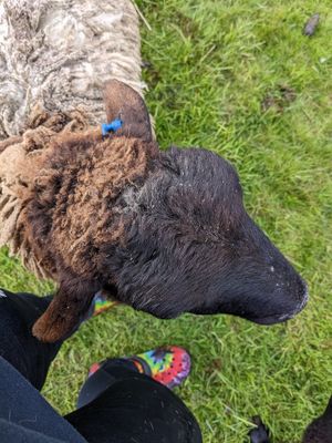  at The Hut at Tribe Animals Sanctuary in Braidwood