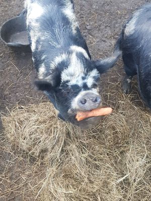  at The Hut at Tribe Animals Sanctuary in Braidwood