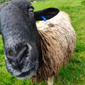  at The Hut at Tribe Animals Sanctuary in Braidwood