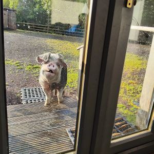 Summer watching us from outside the hut. at The Hut at Tribe Animals Sanctuary in Braidwood