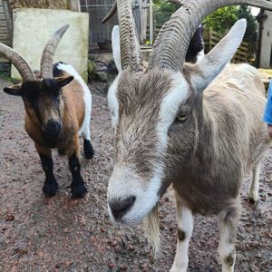  at The Hut at Tribe Animals Sanctuary in Braidwood