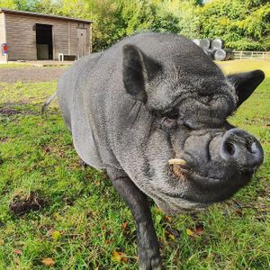 Francisco, the other pig we shared a field with! at The Hut at Tribe Animals Sanctuary in Braidwood