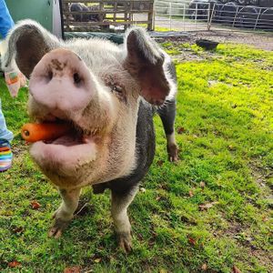 Summer, one of the pigs of whom we shared a field. Very friendly and loves a snack! at The Hut at Tribe Animals Sanctuary in Braidwood