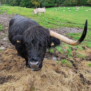  at The Hut at Tribe Animals Sanctuary in Braidwood