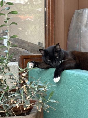 Cute cat at Le Jardin in Hyeres