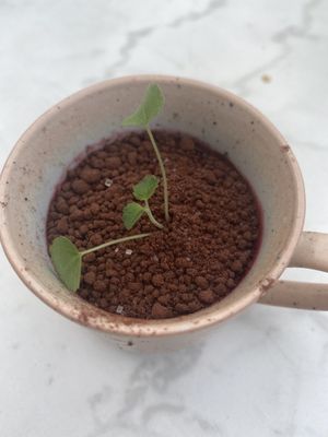 Rozey's garden. at Rozey in Delft