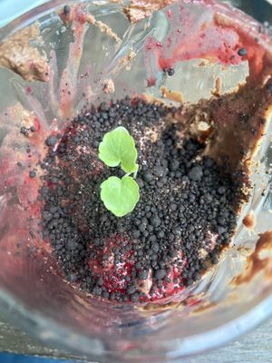 Messy rozey’s garden  at Rozey in Delft