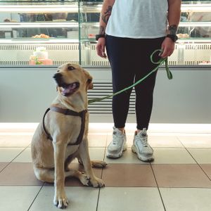 We're Pet Friendly! at Vanilla in Samora Correia