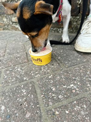 Doggie ice cream  at Truly Scrumptious in Looe