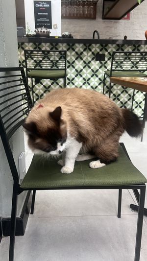   at Green Kitchen in Sao Paulo