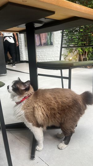   at Green Kitchen in Sao Paulo