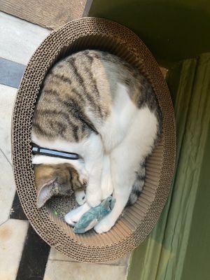 One of the resident cats at Java Whiskers in London