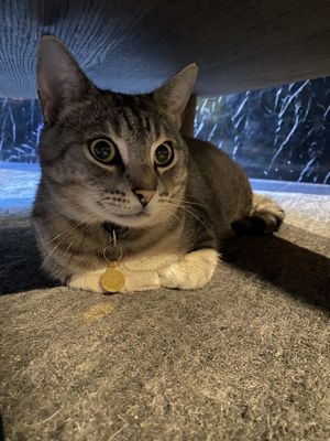 Another cat at Java Whiskers in London