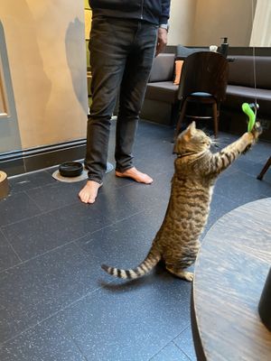 You can play with the cats while enjoying some snacks at Java Whiskers in London