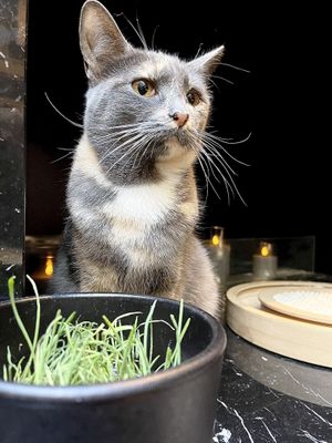   at Java Whiskers in London