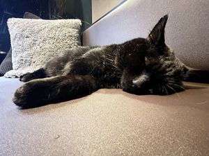   at Java Whiskers in London