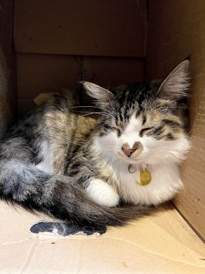   at Java Whiskers in London