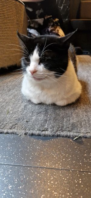  at Java Whiskers in London