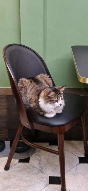  at Java Whiskers in London