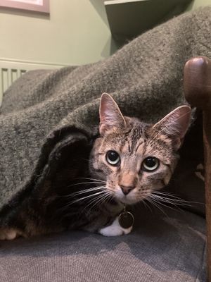 Cutie Demeter  at Java Whiskers in London