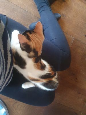  at Java Whiskers in London