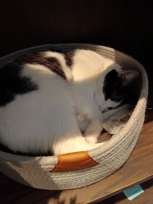 Cat at Java Whiskers in London