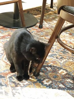 Cat at Java Whiskers in London