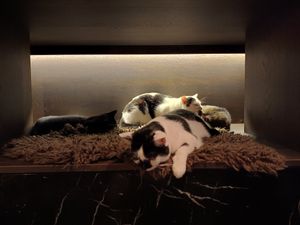 Cats at Java Whiskers in London