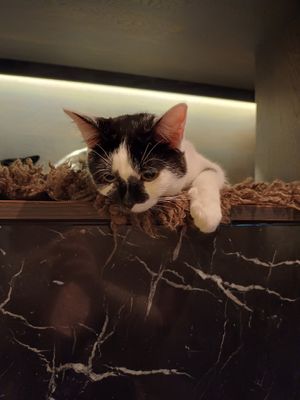 Cat at Java Whiskers in London