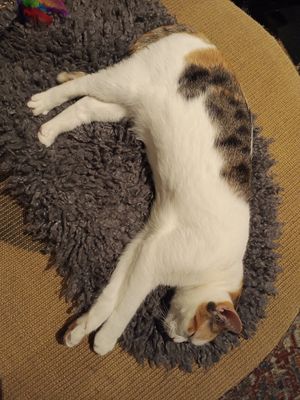 Cat (this is the one who scratched the man) at Java Whiskers in London