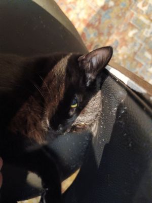 Cat at Java Whiskers in London