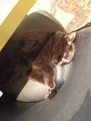 Cat at Java Whiskers in London