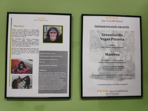  at GreenGorilla in Budapest