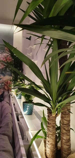 plant wall at Nao Vegan Cafe & Bar in Hamburg