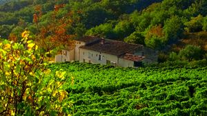 La Source nestled amid vines and oak woods at La Source in Le Teil