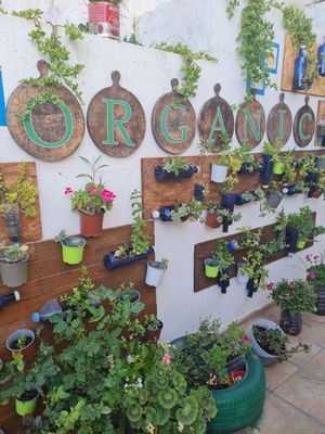  at Organic in Mallorca