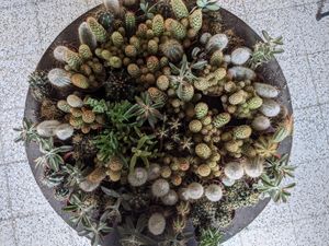  at Esquina in Lanzarote